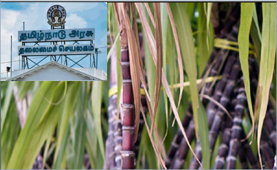 நேரடி கரும்பு கொள்முதல்! முதல்வர் ஸ்டாலின் உத்தரவு…