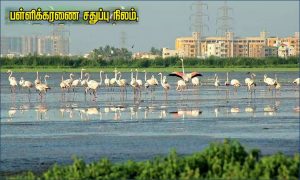 பள்ளிக்கரணை சதுப்புநிலம்: 36 சர்வே எண்களுக்கு மட்டுமே இடைக்காலக் கட்டுப்பாட்டு மண்டலம்! எந்தெந்த சர்வே எண்கள் ?