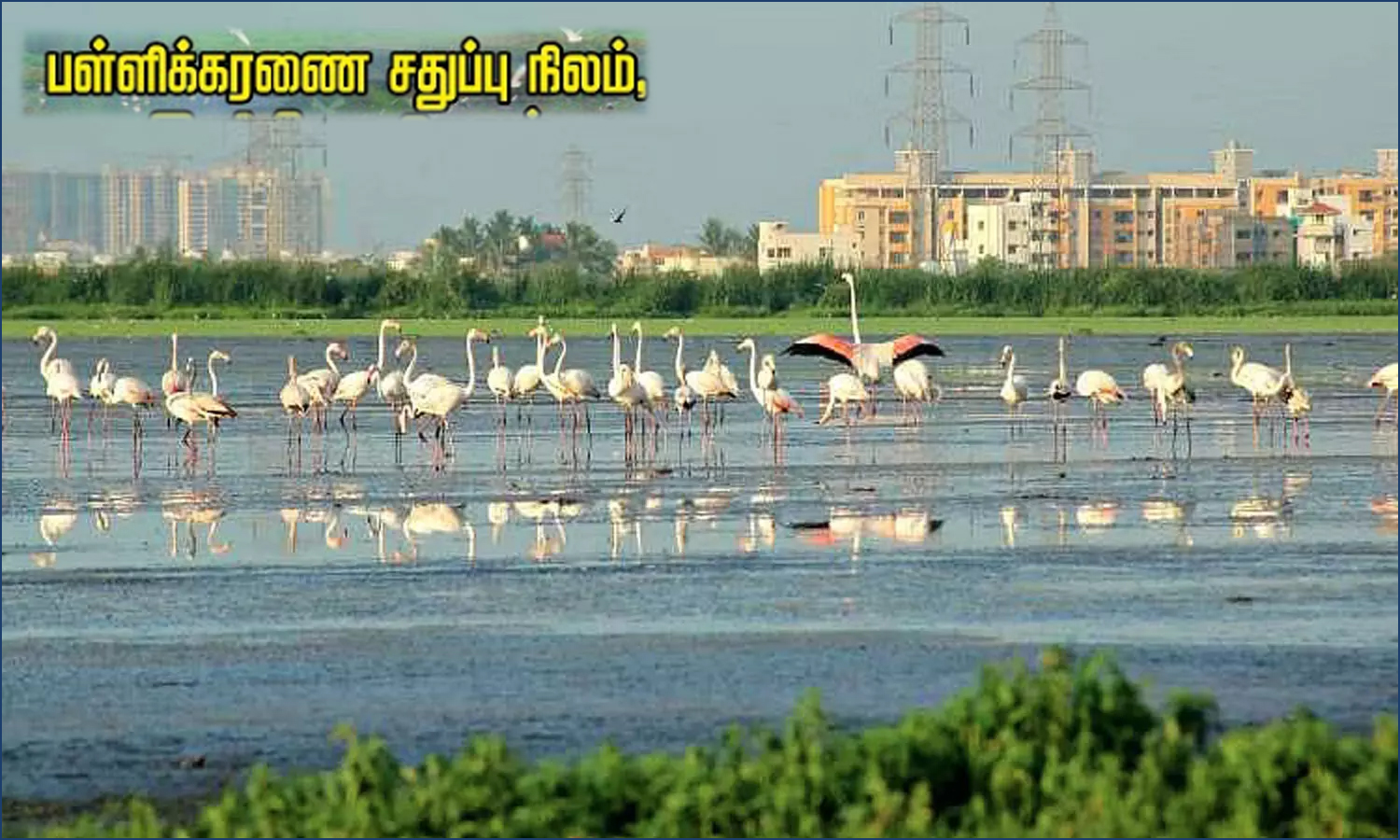 பள்ளிக்கரணை சதுப்புநிலம்: 36 சர்வே எண்களுக்கு மட்டுமே இடைக்காலக் கட்டுப்பாட்டு மண்டலம்! எந்தெந்த சர்வே எண்கள் ?