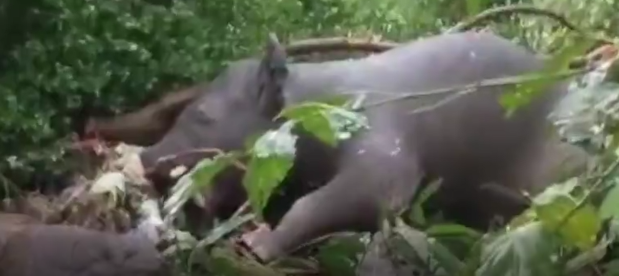 குற்றாலம் : மழை வெள்ளத்தில் அடித்து வரப்பட்ட குட்டியானை பாறையில் இருந்து விழுந்து உயிரிழப்பு… வீடியோ