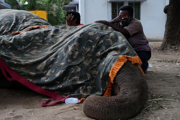 திருநெல்வேலி கோவில் யானை மரணம்