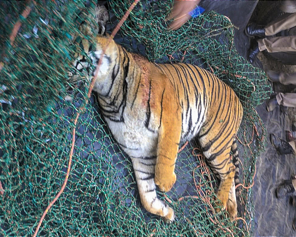 3 நாட்களாக தேடப்பட்டு வந்த மனிதனை உண்ணும் புலி… இறந்த நிலையில் காட்டில் கண்டெடுப்பு…