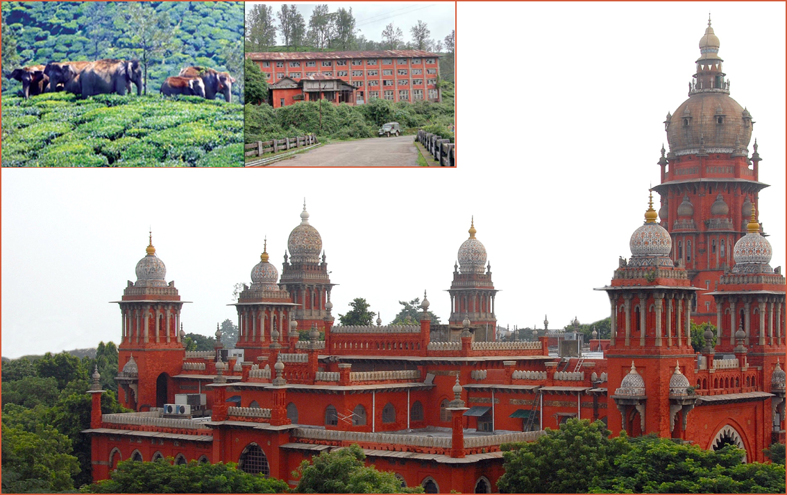 யானைகள் வழித்தடம் ஆக்கிரமிப்பு வழக்கு: மத்திய, மாநிலஅரசுகள் பதில் அளிக்க உயர்நீதிமன்றம் உத்தரவு