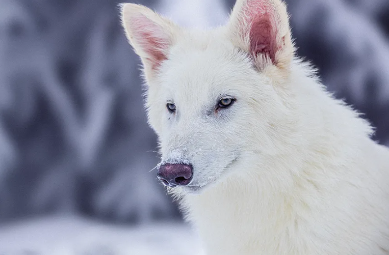 ‘பயங்கரமான’ ஓநாய் : 10000 ஆண்டுக்கு முந்தைய பழங்கால DNAவை மறுகட்டமைத்து உயிருடன் கொண்டு வந்த விஞ்ஞானிகள்… வீடியோ