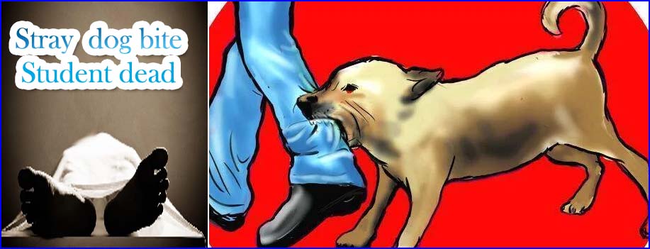 அதிகரித்து வரும் தெருநாய்கள் தொல்லை: பூந்தமல்லியில் 8ம் வகுப்பு மாணவன் நாய் கடித்து சாவு….