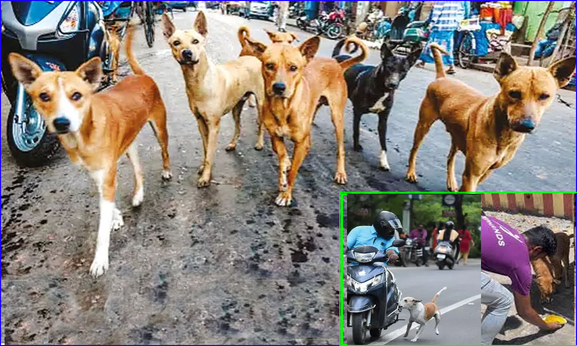 தெருநாய் தொல்லை நாளுக்கு நாள் அதிகரிப்பு: ஆம்பூரில் ஒரேநாளில்  6 சிறுவர்கள் வெறிநாய் கடித்து காயம்….