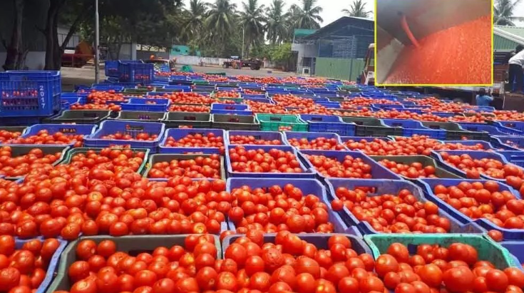 பாகிஸ்தான் மீது இந்திய விவசாயிகள் சர்ஜிக்கல் தாக்குதல்… தக்காளி ஏற்றுமதியை நிறுத்தியதால் சட்னி இல்லாமல் ரத்த கொதிப்பு…