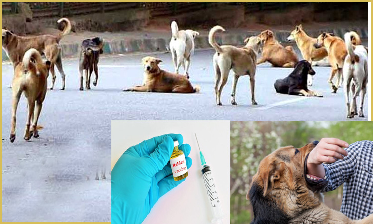 நாய் கடிக்கான ‘ரேபிஸ்’ தடுப்பூசிகளை கையாள்வது எப்படி? அரசு வழிகாட்டுதல்கள் வெளியீடு!!