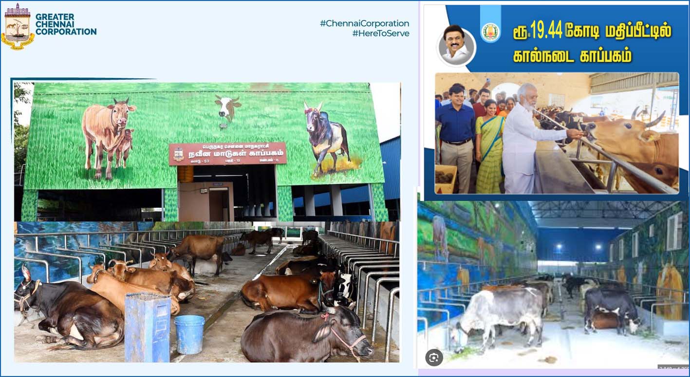 சென்னையில் ரூ.19.44 கோடியில் 13 கால்நடை காப்பகம் கட்டுகிறது சென்னை மாநகராட்சி….