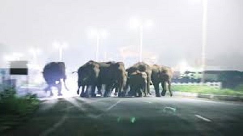 காட்டு யானைகள் அணிவகுப்பால் கூடலூரில் மக்கள் பீதி