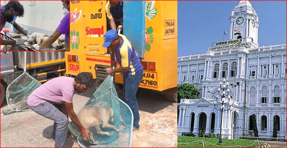 தெருக்களுக்கே சென்று தெரு நாய்களுக்கு தடுப்பூசி! நாளை தொடங்குகிறது சென்னை மாநகராட்சி…