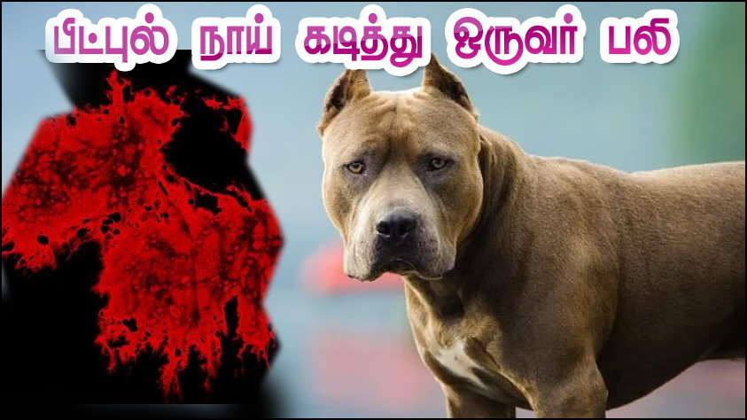 சென்னையில் பரபரப்பு: பிட்புல் நாய் கடித்து குதறியதில் ஒருவர் பலி, உரிமையாளர் காயம்…