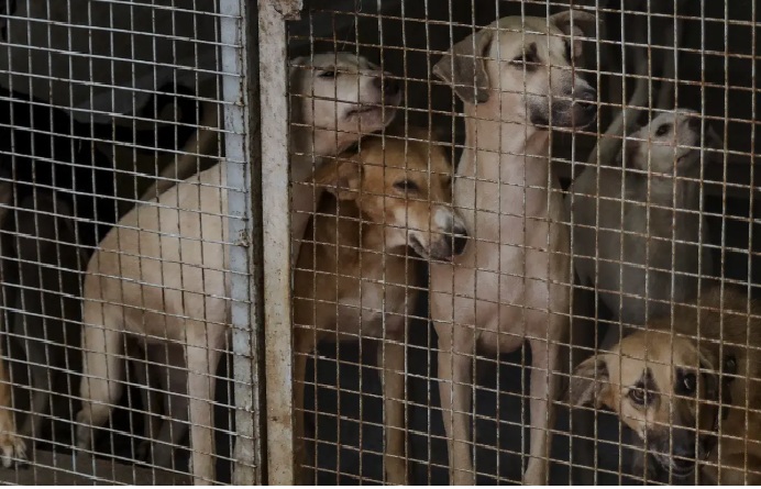 10 லட்சம் தெருநாய்களை அடைக்கத் தேவையான உள்கட்டமைப்பு இல்லை… உச்சநீதிமன்ற உத்தரவால் விழிபிதுங்கும் டெல்லி நிர்வாகம்…