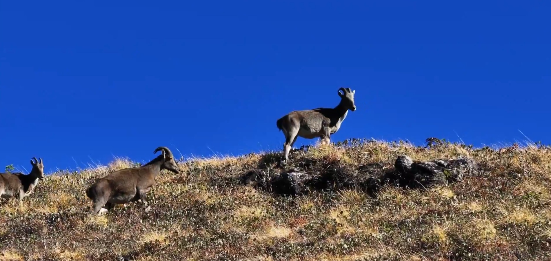 தமிழ்நாட்டில் 1303 நீலகிரி வரையாடுகள் கணக்கெடுப்பில் தகவல்…