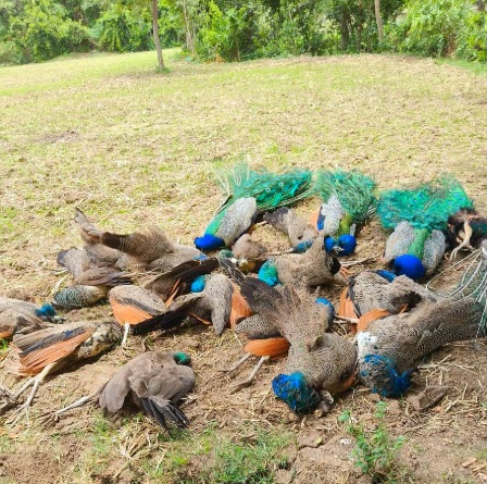 20 மயில்கள் ஒரே இடத்தில் சந்தேகத்திற்கிடமான முறையில் இறந்து கிடந்தன : கர்நாடகாவில் அதிர்ச்சி சம்பவம்