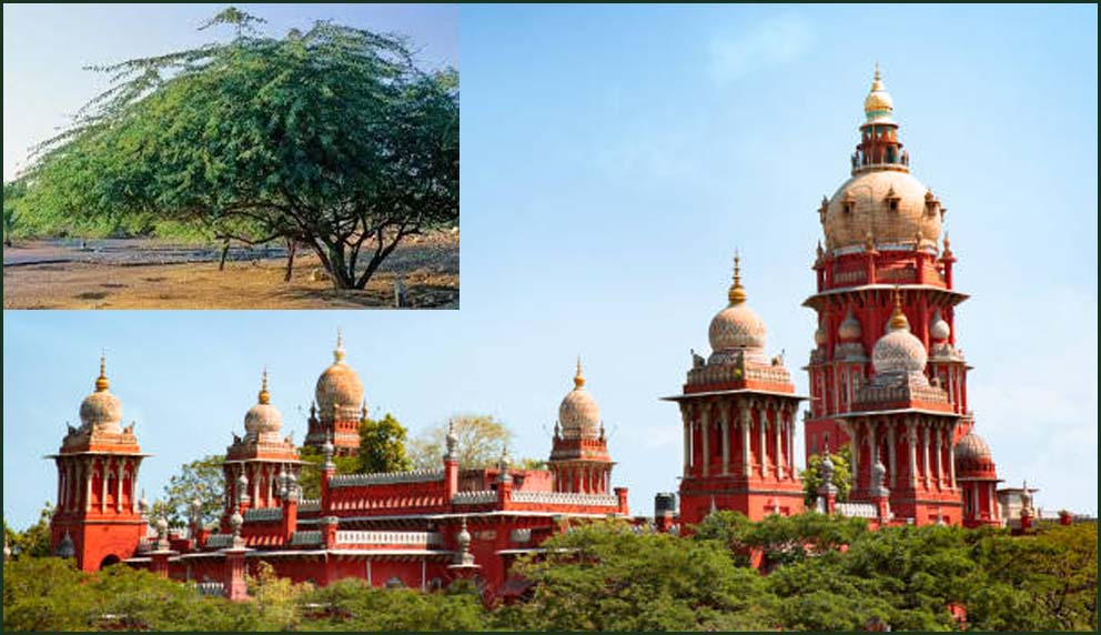 சீமை கருவேல மரங்கள் அகற்றும் விவகாரம்: தமிழ்நாடு அரசுக்கு உயர்நீதிமன்றம் ‘கெடு’