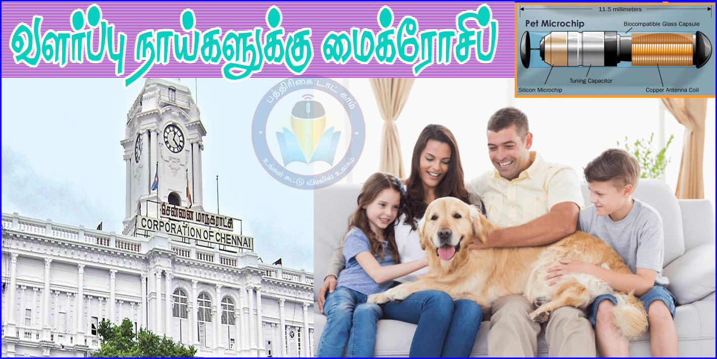 வளர்ப்பு நாய்களுக்கு ‘மைக்ரோசிப் பொருத்தி கண்காணிப்பு’! சென்னை மாநகராட்சி முடிவு…