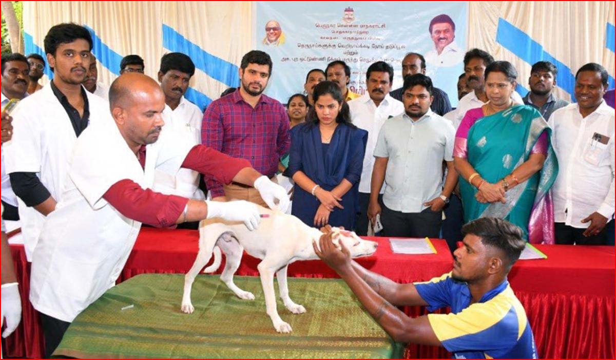 சென்னையில் இதுவரை 46,122 தெருநாய்களுக்கு ரேபிஸ் தடுப்பூசி! சென்னை  மாநகராட்சி தகவல்