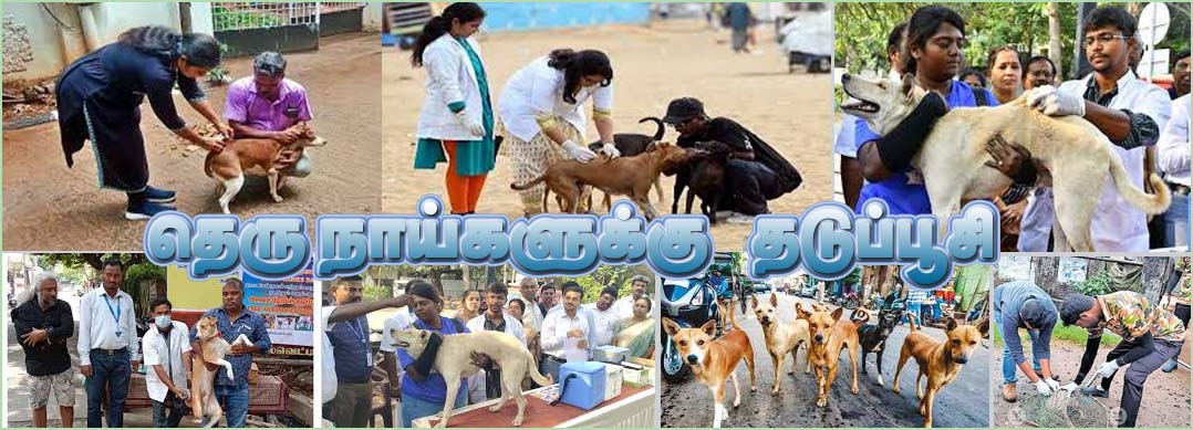 1 லட்சம் தெரு நாய்களுக்கு ரேபிஸ் தடுப்பூசி செலுத்த நடவடிக்கை! சென்னை மாநகராட்சி