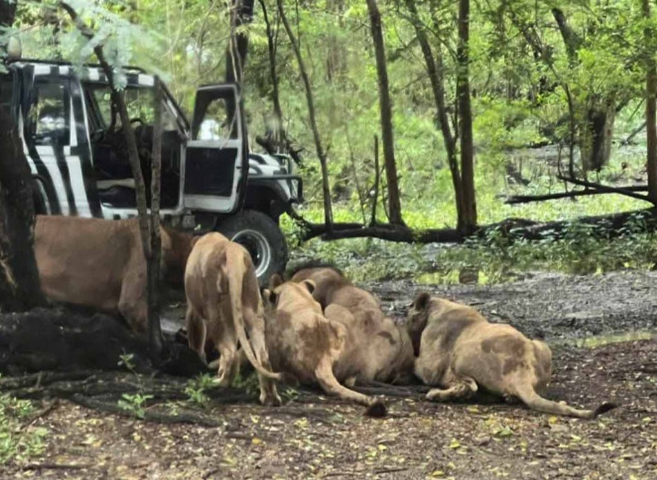 தாய்லாந்தில் கோரம்… உயிரியல் பூங்கா பராமரிப்பாளரை சிங்கங்கள் கடித்துக் கொன்றது…