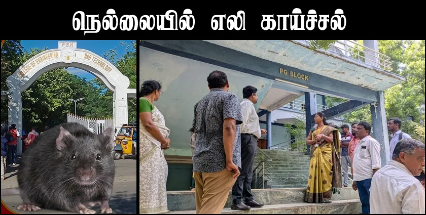 நெல்லையில் எலிக்காய்ச்சல்! கல்லூரி மாணவர்கள் 8 பேர் மருத்துவமனையில் அனுமதி