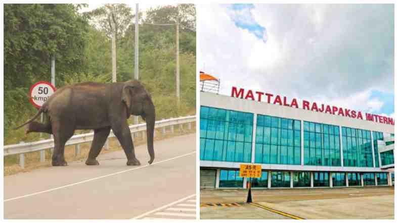 ஹம்பாந்தோட்டா விமான நிலைய ஓடுபாதையில் யானைகள்! அத்துமீறலை தடுக்க வனவிலங்கு அலுவலகம் திறப்பு