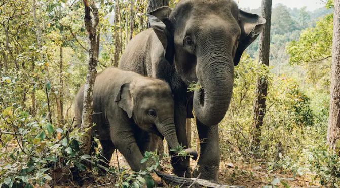 இந்தியாவில் காட்டு யானைகளின் எண்ணிக்கை குறைந்து வருகிறது – புதிய மதிப்பீடு எச்சரிக்கை!