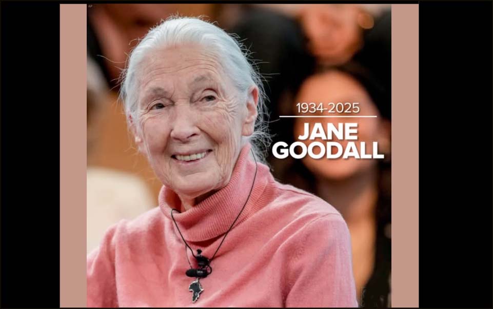 பிரபலமான சிம்பன்சி ஆய்வாளர்  ஜேன் குடால் காலமானார்…