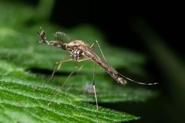 ஐஸ்லாந்திலேயே கொசுவா… அப்போ ஒழிஞ்சாப்போல தான்…