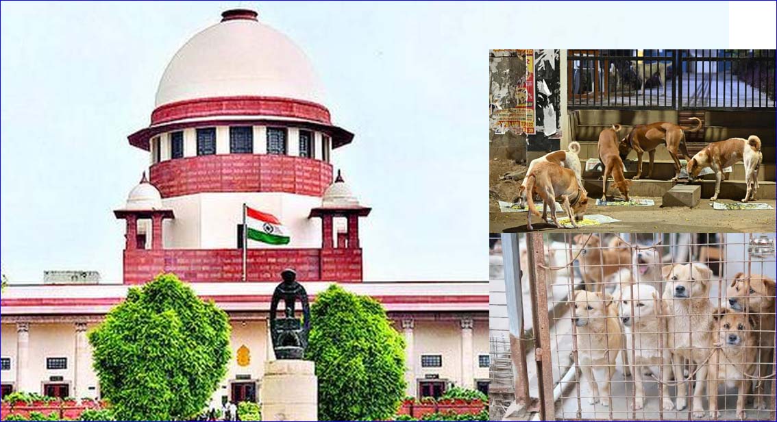 நாடு முழுவதும் 2 வாரங்களில் தெரு நாய்களைக் கண்டறிந்து அப்புறப்படுத்த வேண்டும்!  உச்சநீதிமன்றம் அதிரடி உத்தரவு