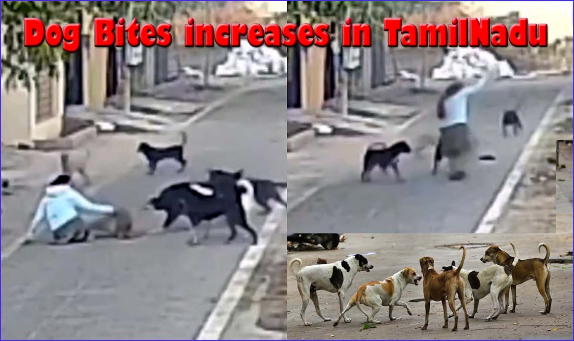 நடப்பாண்டு இதுவரை 5.25 லட்சம் பேர்: தமிழ்நாட்டில் நாய் கடியால் பாதிக்கப்படுவோர் எண்ணிக்கை கடும் உயர்வு…