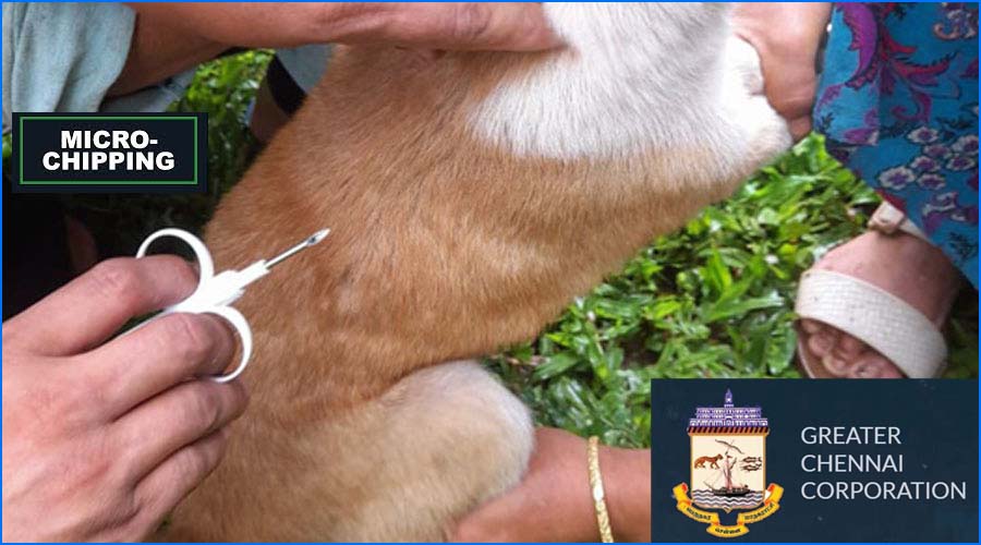 செல்லப் பிராணிகளுக்கு உரிமம் பெறாவிட்டால் ரூ.5000 அபராதம்! மாநகராட்சி அறிவிப்பு