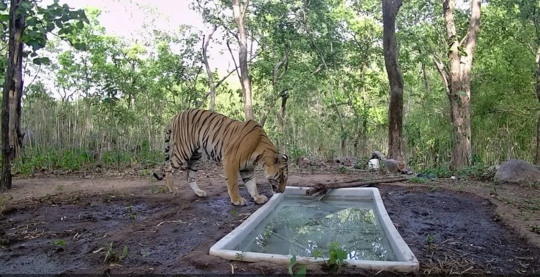 32 ஆண்டுகளுக்குப் பிறகு குஜராத்தில் புகலிடம் தேடிய புலி