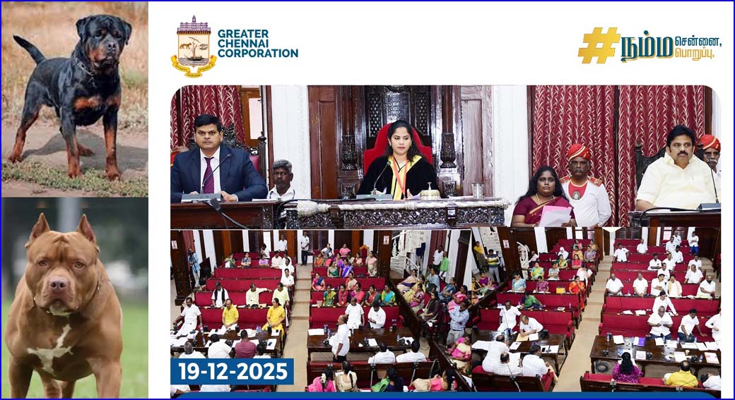 பிட்புல், ராட்வீலர் நாய்களை வளர்க்க தடை –  மீறினால் ரூ.1 லட்சம் அபராதம்! சென்னை மாநகராட்சி