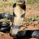 அசாமில் முதல்முறையாக ராஜநாகக் கடியிலிருந்து உயிர் பிழைத்த சம்பவம்…