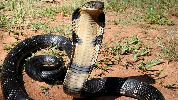 அசாமில் முதல்முறையாக ராஜநாகக் கடியிலிருந்து உயிர் பிழைத்த சம்பவம்…