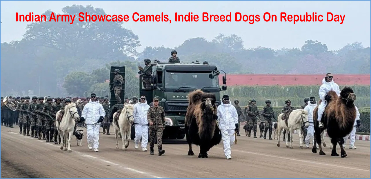 2026 டெல்லி குடியரசு தின அணிவகுப்பில் முதன்முறையாக தமிழ்நாட்டு நாய் இனங்கள் உள்பட விலங்குகள் படைப்பிரிவு அறிமுகம்!!