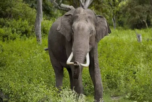 விவசாய நிலங்களில் யானைகள் புகுந்தால்… அது உணவுக்காக மட்டுமல்ல; மருந்துக்காகவும் இருக்கலாம்!