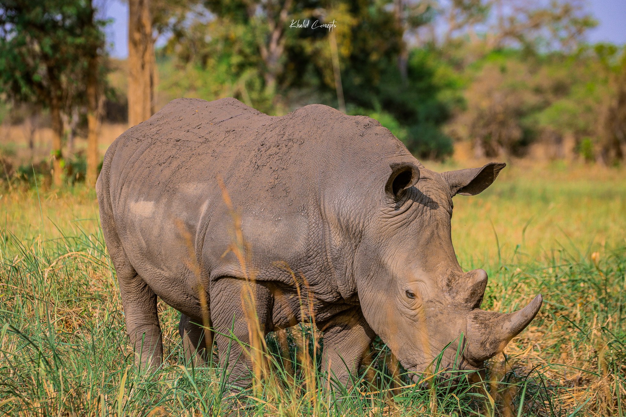 தமிழ்நாட்டில் ஒருகாலத்தில் காண்டாமிருகங்கள்? – கோவைக்கு அருகே 3,500 ஆண்டுகள் பழமையான எலும்புகள் கண்டுபிடிப்பு