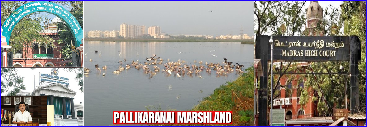 பள்ளிக்கரணை சதுப்பு நிலத்தில் கட்டுமானக்களுக்கு தடை: பசுமை தீர்பாயத்தின் உத்தரவை எதிர்த்து வழக்கு