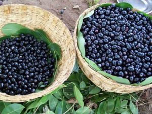 நாவல் பழங்கள் குவியக் காரணம்… வறட்சி வருகிறதா? அறிவியல் சொல்வது என்ன?