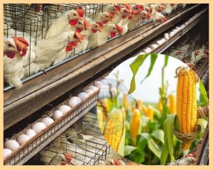 சோளம் E20 எத்தனால் ஆலைக்குப் போவதால்… முட்டை விலை 40% உயர்வு… இது என்ன கணக்கு ?