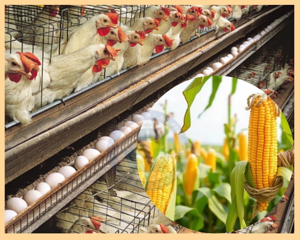 சோளம் E20 எத்தனால் ஆலைக்குப் போவதால்… முட்டை விலை 40% உயர்வு… இது என்ன கணக்கு ?